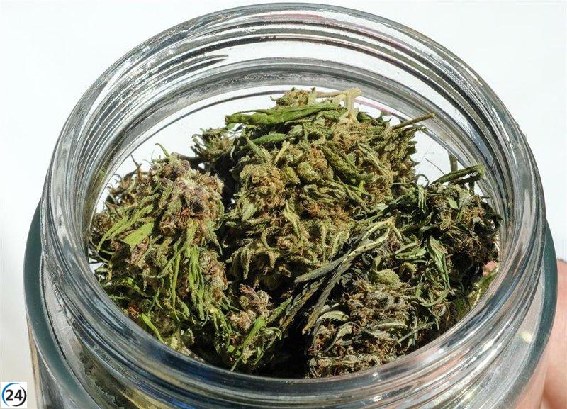 La Comunidad implementará en 2025 una legislación para resguardar a la juventud de los riesgos del cannabis.