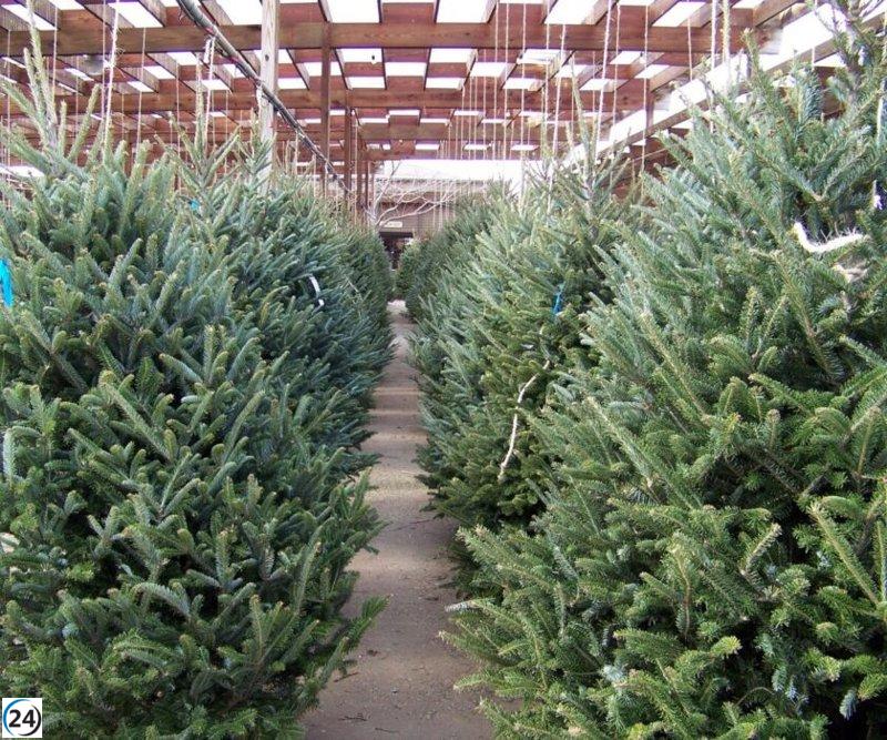 Abetos navideños replantados en parques de la ciudad tras las festividades.
