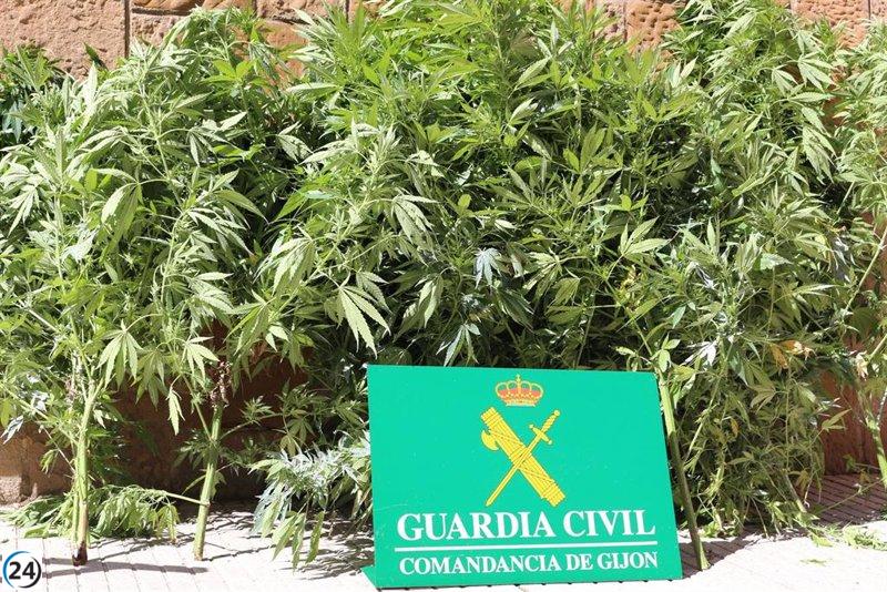 Desarticulan cultivo ilegal de marihuana en Miraflores y arrestan a tres sospechosos.