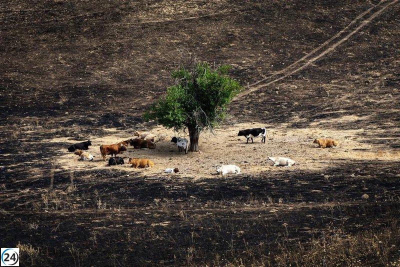 El Gobierno clasifica siete municipios de Madrid como 'áreas en crisis' tras los incendios estivales.