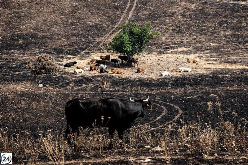 600 kilos de comida y 40.000 litros de agua destinados a rescatar animales del incendio en Tres Cantos.