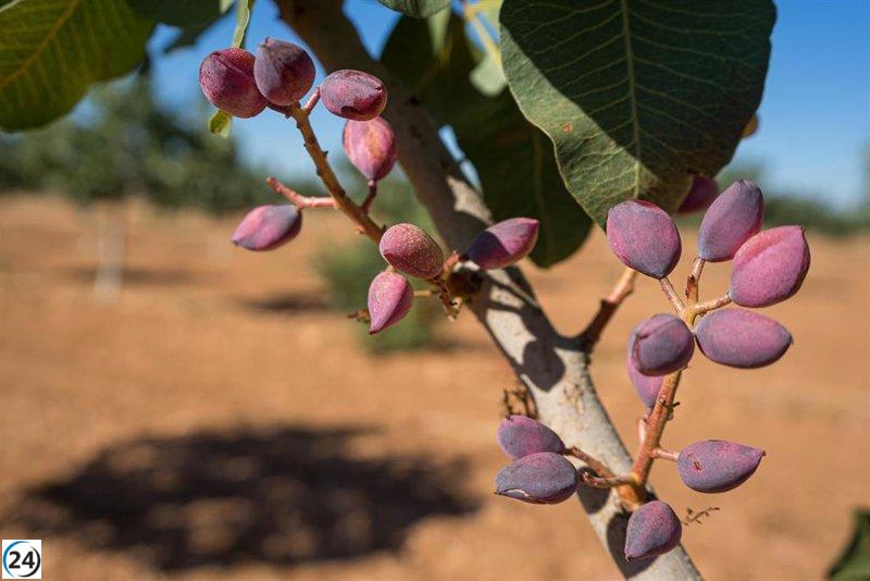 Inicia la temporada de cosecha de pistacho en la región gracias a un año de lluvias favorables.