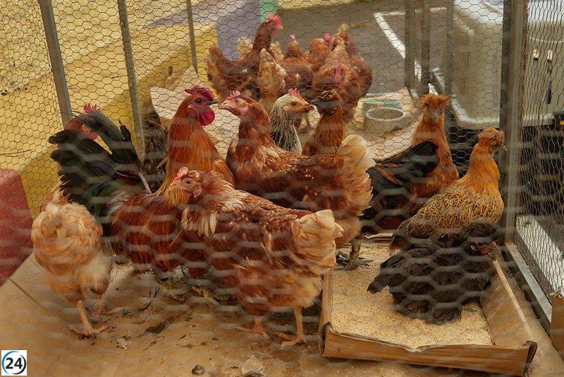 Se erradica el brote de gripe aviar en una granja avícola de Valdemoro.