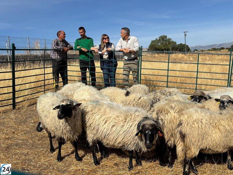 La Comunidad ayuda a un pastor de Colmenar Viejo con la donación de ovejas tras un devastador incendio.
