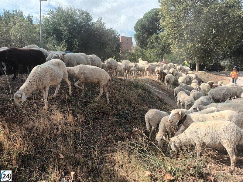 El domingo, 1.400 ovejas desembarcan en el centro de Madrid para la fiesta de la Trashumancia.