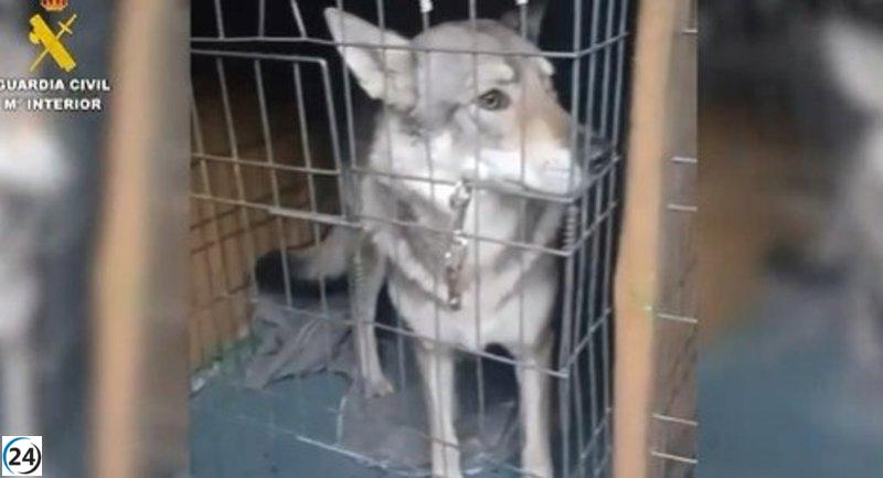 Rescatan a cinco perros lobo checoslovacos de un hogar en Pelayos de la Presa tras agredir a un niño.