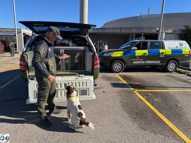 La Comunidad lleva a cabo 500 análisis de peste porcina y supervisa 16,000 cerdos este año.