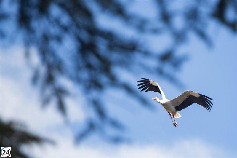 Detectan en Getafe un nuevo brote de gripe aviar tras el análisis de cigüeñas fallecidas.