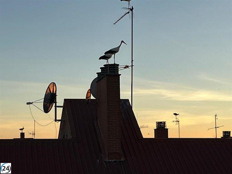 La Comunidad prevé una disminución en la mortalidad por gripe aviar y no solicita asistencia de la Delegación.