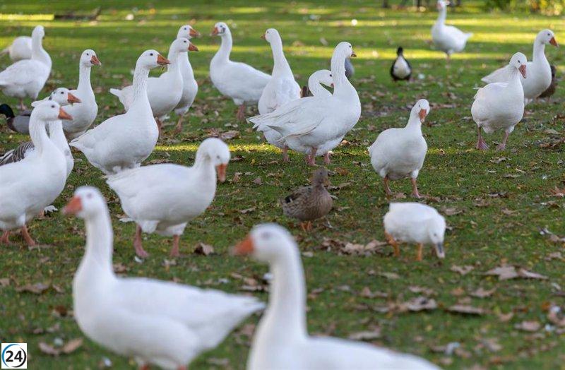 Nuevos brotes de gripe aviar en Colmenar Viejo elevan a 21 los casos desde septiembre.