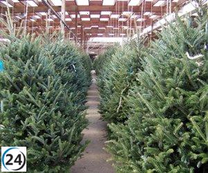 La Comunidad prohíbe la siembra de abetos navideños en el monte.