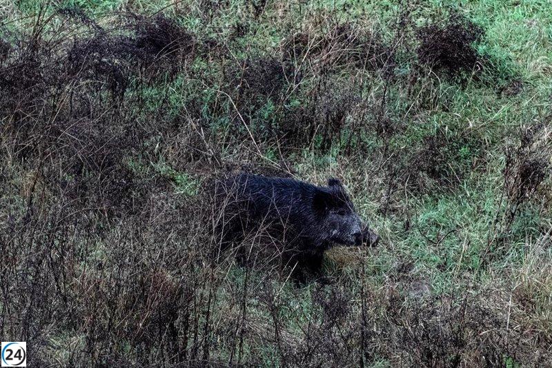 La Comunidad busca romper el récord de 10.000 jabalíes cazados esta temporada tras reforzar sus estrategias de control.