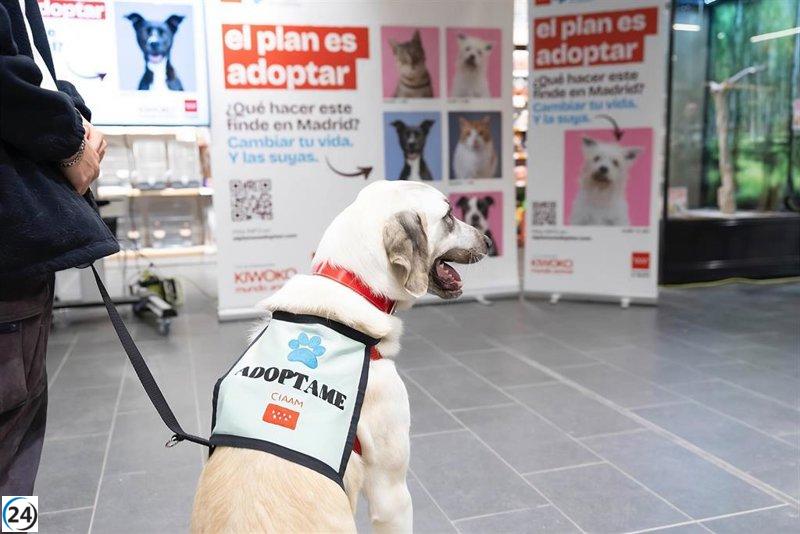 El año pasado, el 90% de los perros rescatados en la región encontraron una familia.