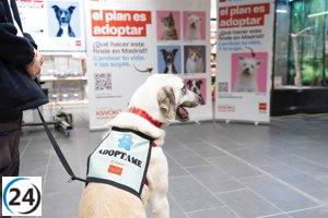 El año pasado, el 90% de los perros rescatados en la región encontraron una familia.