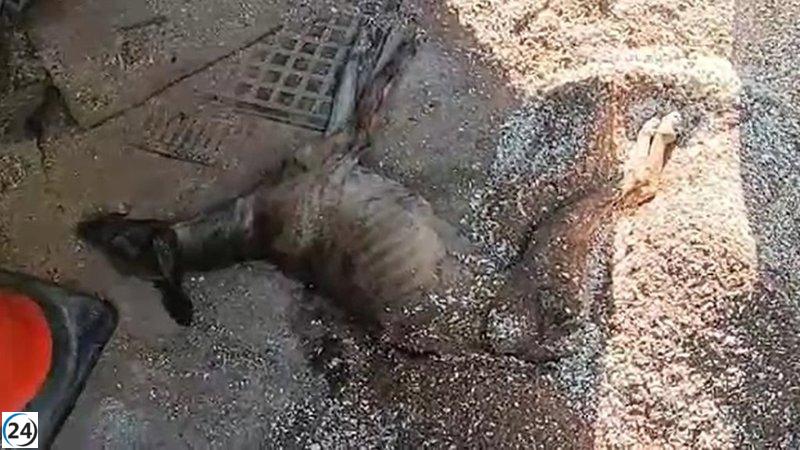 Se rescatan cinco perros, dos caballos y una galga moribunda abandonados en finca en Campo Real.