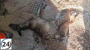 Se rescatan cinco perros, dos caballos y una galga moribunda abandonados en finca en Campo Real.