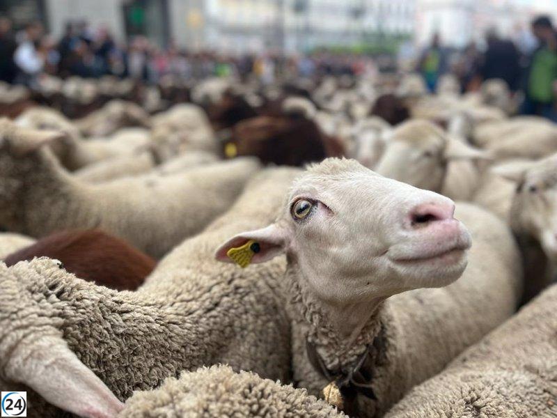 Histórica Fiesta de la Trashumancia en Madrid: Más de mil ovejas y cabras lideradas por una mujer.