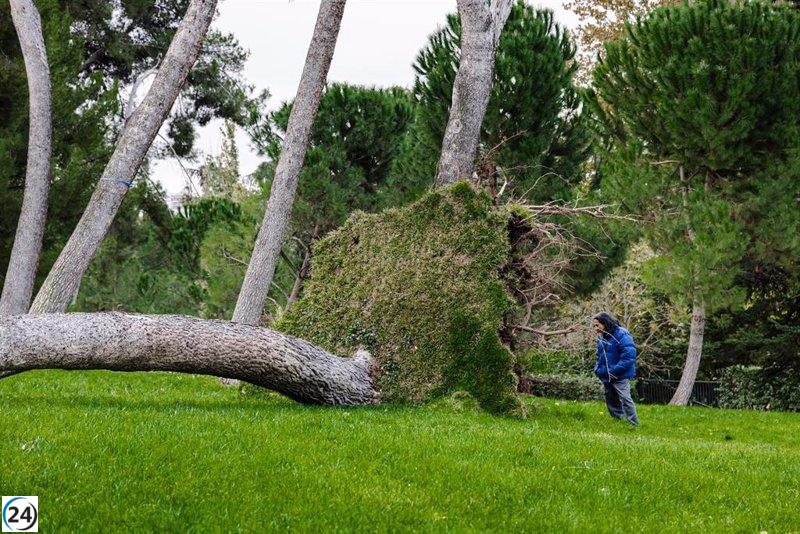 Devastador vendaval en Madrid daña 411 árboles, 11 de ellos en el emblemático parque de El Retiro.