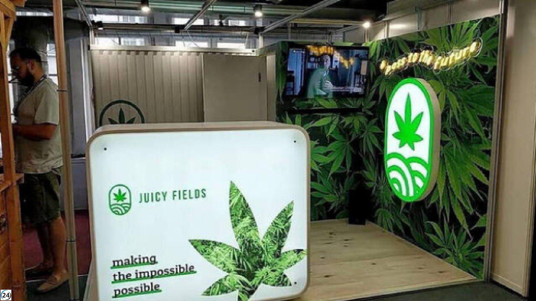 La estafa de inversión en cannabis suma 1.700 afectados según la Audiencia Nacional.