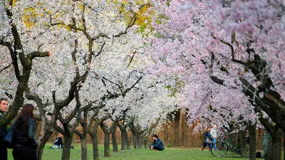 La Quinta de los Molinos: un jardín lleno de almendros en flor